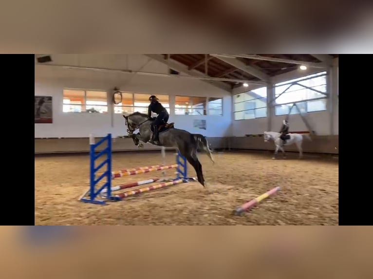 Hanoverian Mare 5 years 16.3 hh Grey-Dapple in Traunreut