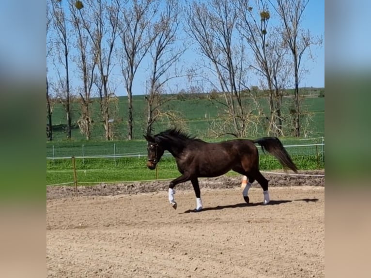 Hanoverian Mare 5 years 16 hh Bay-Dark in Magdeburg