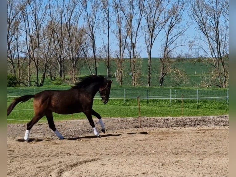 Hanoverian Mare 5 years 16 hh Bay-Dark in Magdeburg