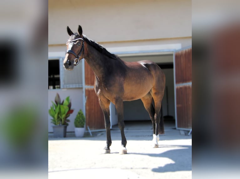 Hanoverian Mare 5 years 16 hh Bay-Dark in Podolanka