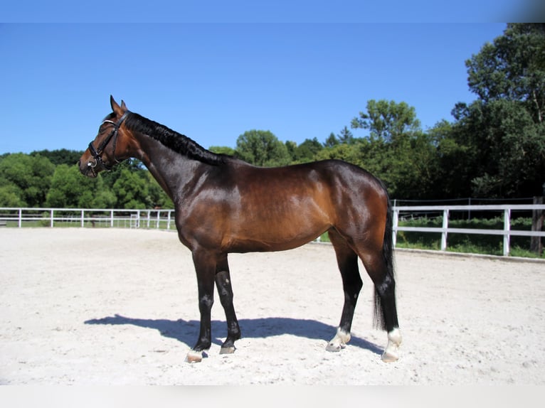 Hanoverian Mare 5 years 16 hh Bay-Dark in Podolanka