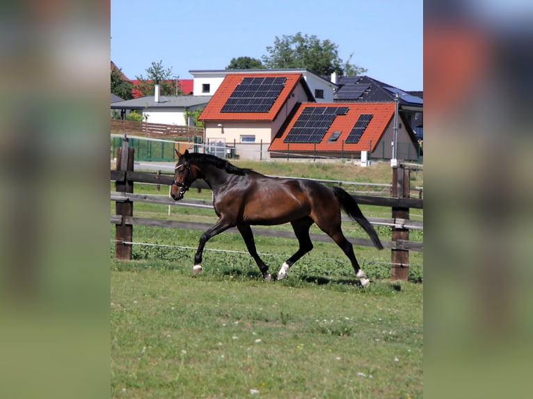 Hanoverian Mare 5 years 16 hh Bay-Dark in Podolanka
