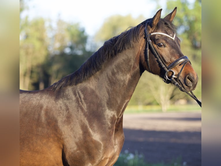 Hanoverian Mare 5 years 16 hh Bay-Dark in Nersingen