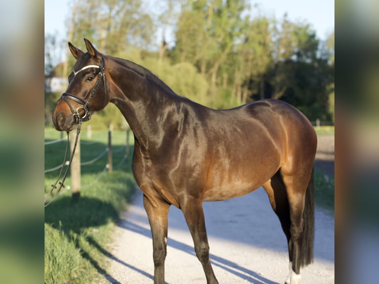 Hanoverian Mare 5 years 16 hh Bay-Dark in Nersingen