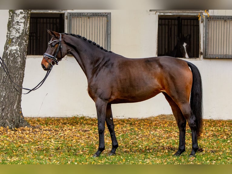 Hanoverian Mare 5 years 16 hh Bay-Dark in Burgdorf
