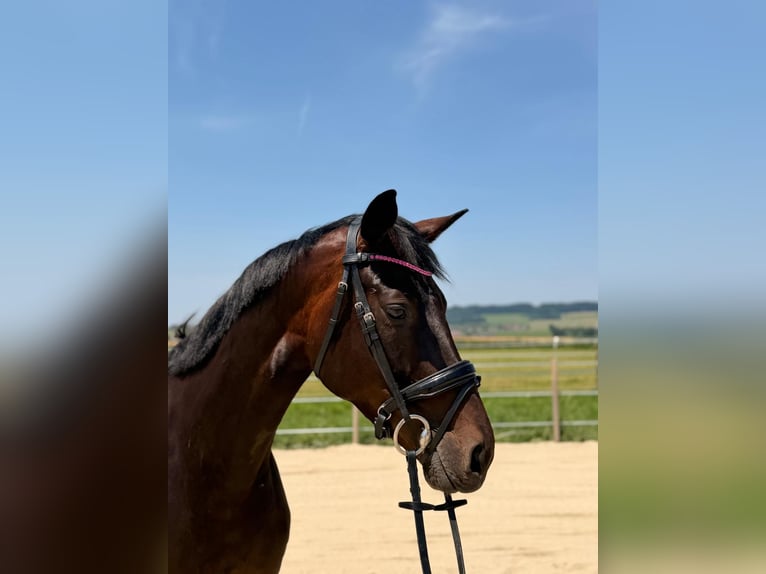 Hanoverian Mare 5 years 16 hh Bay-Dark in Straßwalchen