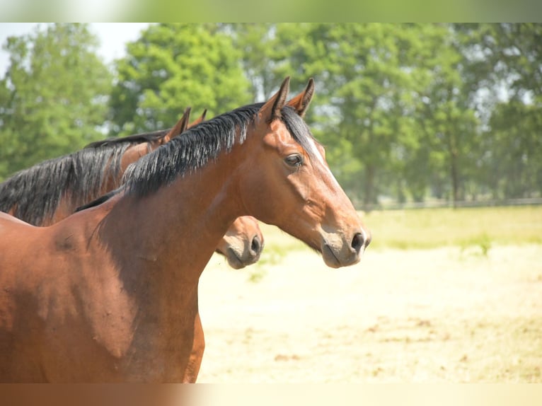 Hanoverian Mare 5 years 16 hh Bay-Dark in Groß Ippener