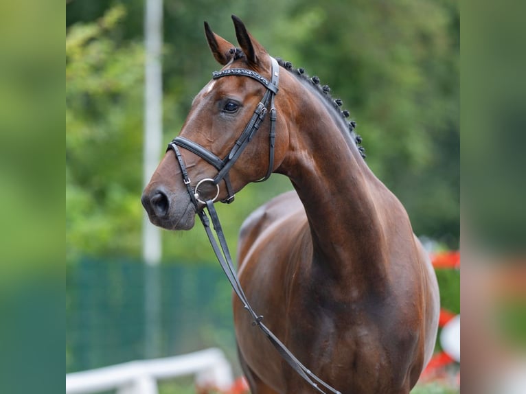 Hanoverian Mare 5 years 16 hh Bay-Dark in Münster-Handorf