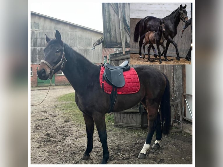 Hanoverian Mare 5 years 16 hh Bay-Dark in WingstWingst