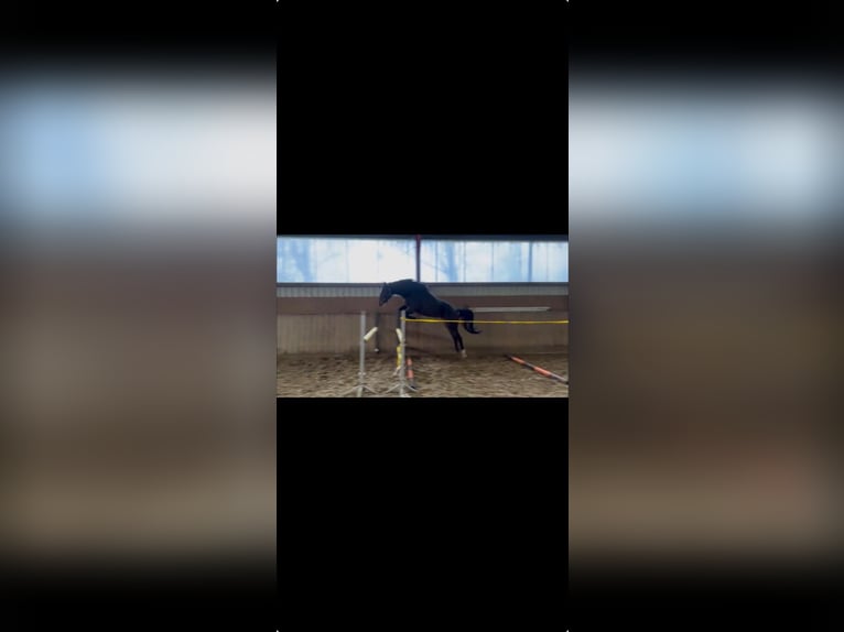 Hanoverian Mare 5 years 16 hh Bay-Dark in Bremervörde