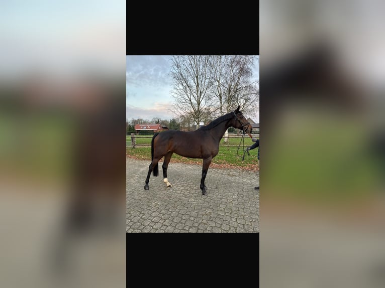 Hanoverian Mare 5 years 16 hh Bay-Dark in Bremervörde
