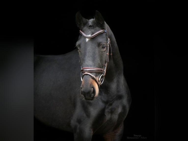 Hanoverian Mare 5 years 16 hh Bay-Dark in Dohren