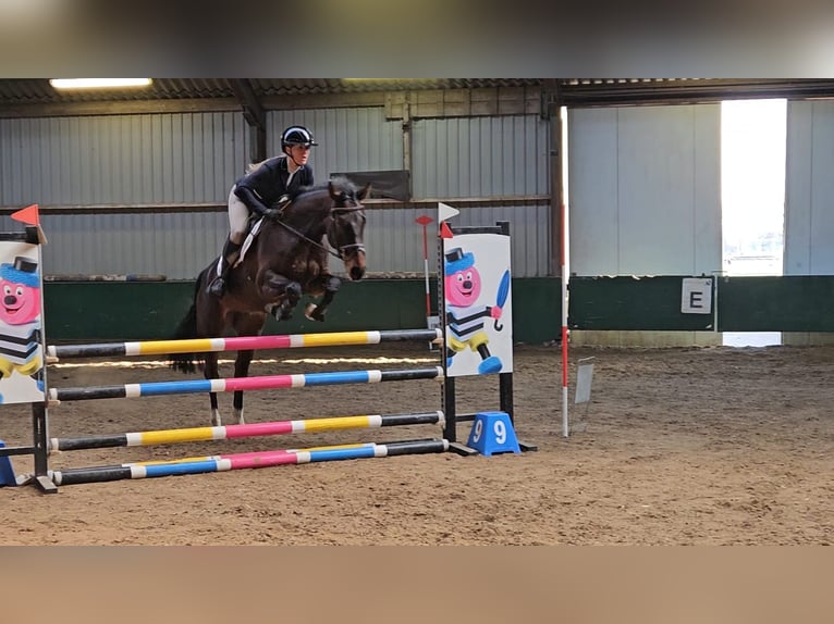 Hanoverian Mare 5 years 16 hh Bay-Dark in Westbeemster