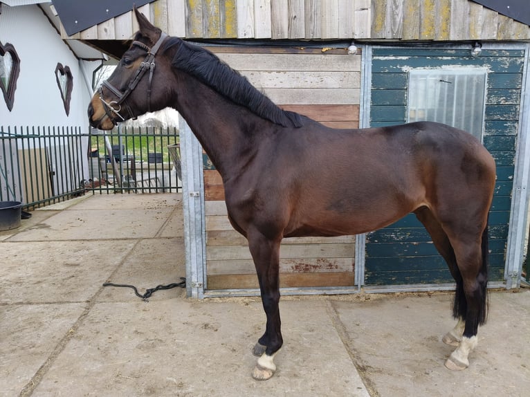 Hanoverian Mare 5 years 16 hh Bay-Dark in Westbeemster
