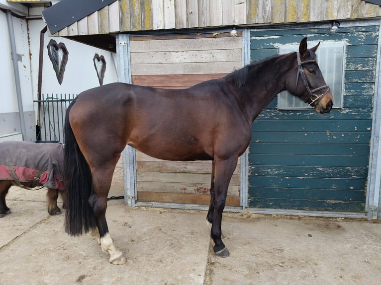 Hanoverian Mare 5 years 16 hh Bay-Dark in Westbeemster