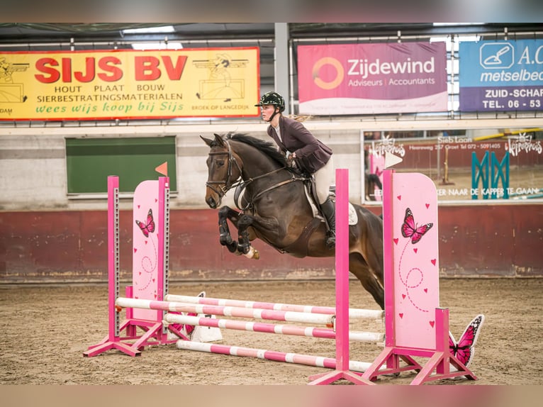 Hanoverian Mare 5 years 16 hh Bay-Dark in Westbeemster