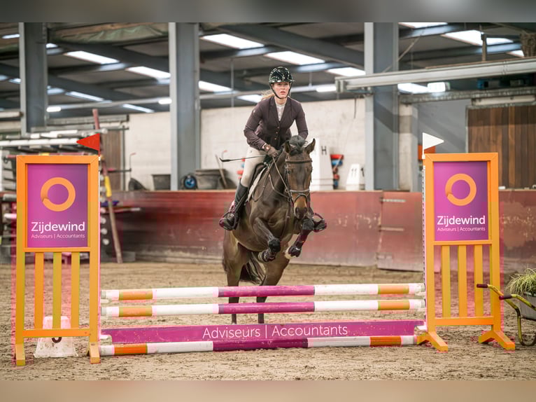 Hanoverian Mare 5 years 16 hh Bay-Dark in Westbeemster