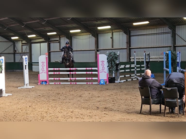 Hanoverian Mare 5 years 16 hh Bay-Dark in Westbeemster