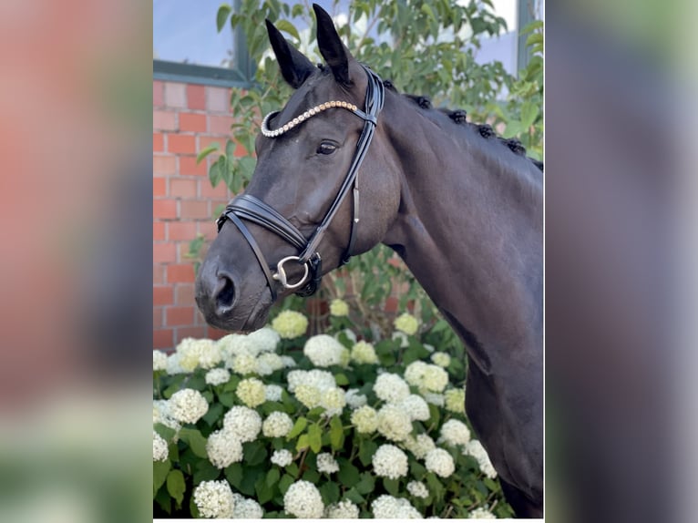 Hanoverian Mare 5 years 16 hh Black in Beuren