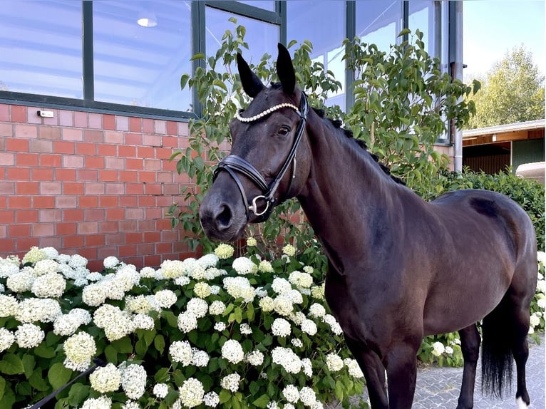 Hanoverian Mare 5 years 16 hh Black in Beuren