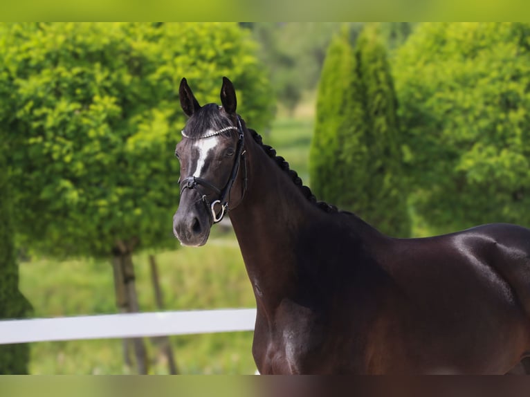 Hanoverian Mare 5 years 16 hh Black in Schw&#xE4;bisch Hall