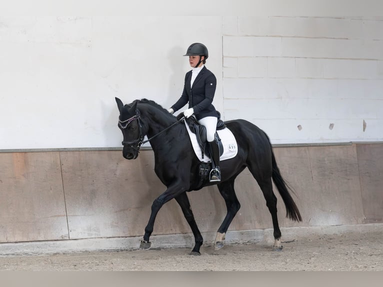 Hanoverian Mare 5 years 16 hh Black in Neuberg