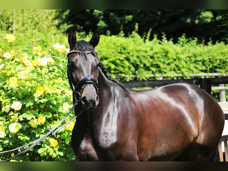 Hanoverian Mare 5 years 16 hh Black in Erftstadt
