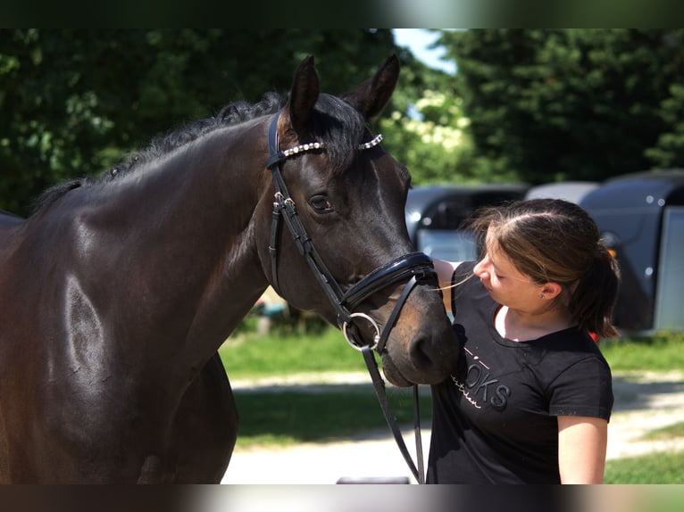 Hanoverian Mare 5 years 16 hh Black in Erftstadt