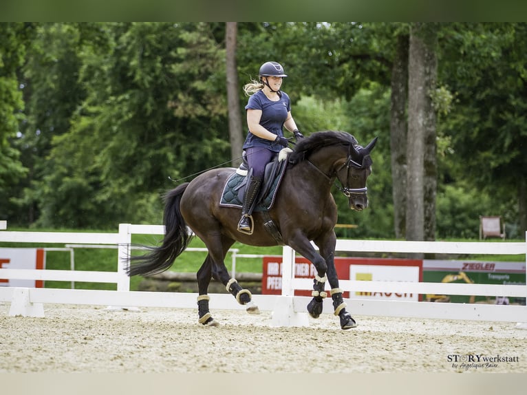 Hanoverian Mare 5 years 16 hh Black in Neuhofen im Innkreis