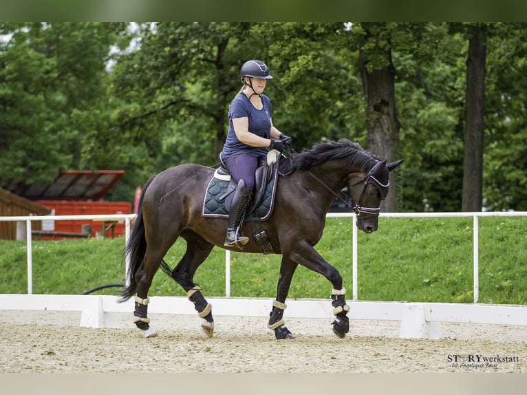 Hanoverian Mare 5 years 16 hh Black in Neuhofen im Innkreis