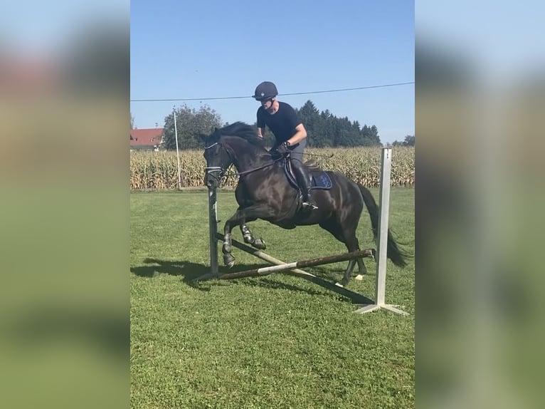 Hanoverian Mare 5 years 16 hh Black in Neuhofen im Innkreis