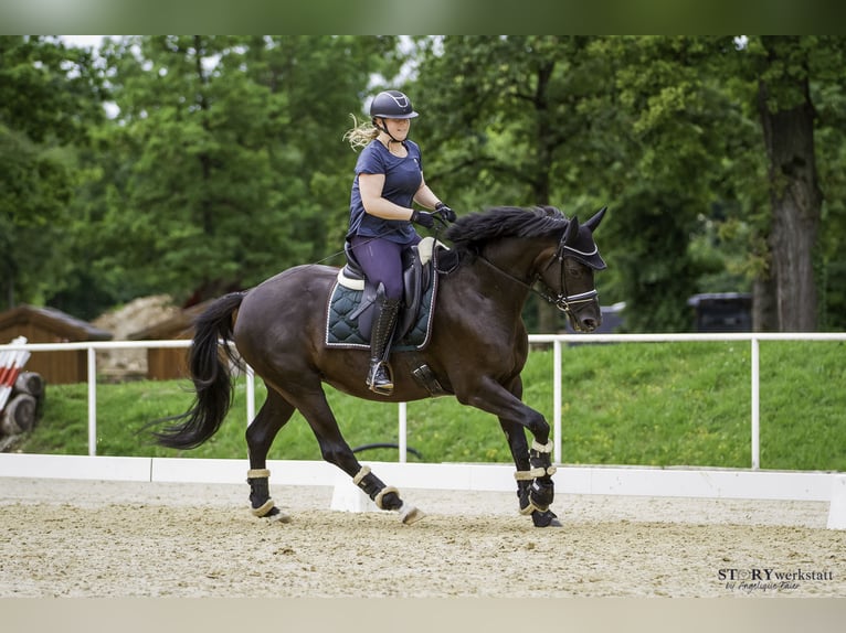 Hanoverian Mare 5 years 16 hh Black in Neuhofen im Innkreis