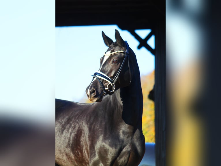 Hanoverian Mare 5 years 16 hh Black in Bramsche