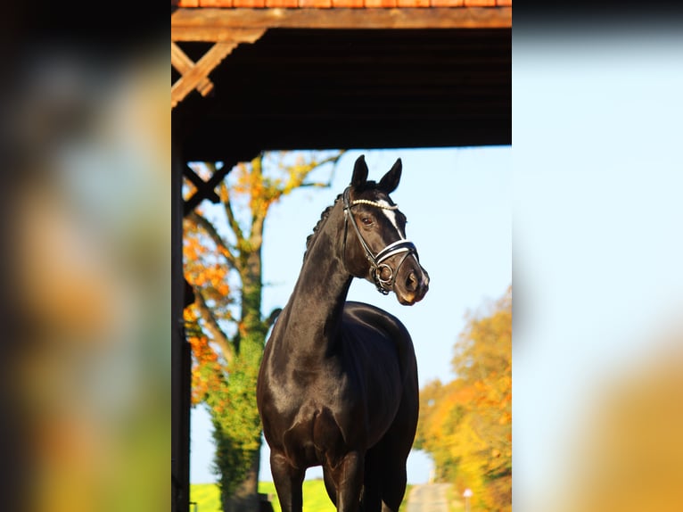 Hanoverian Mare 5 years 16 hh Black in Bramsche