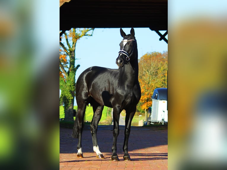 Hanoverian Mare 5 years 16 hh Black in Bramsche