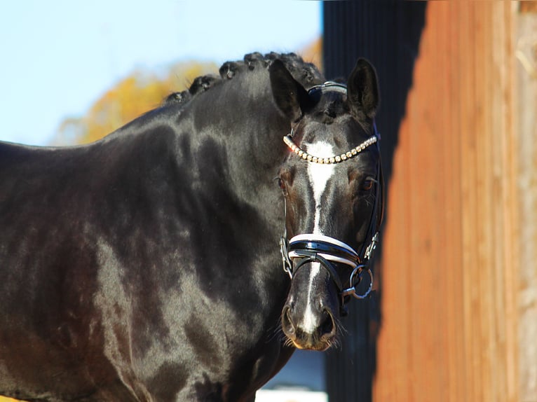 Hanoverian Mare 5 years 16 hh Black in Bramsche