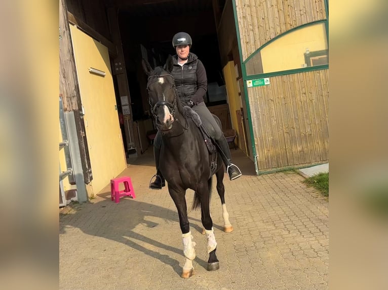 Hanoverian Mare 5 years 16 hh Black in Buchholz (Westerwald)