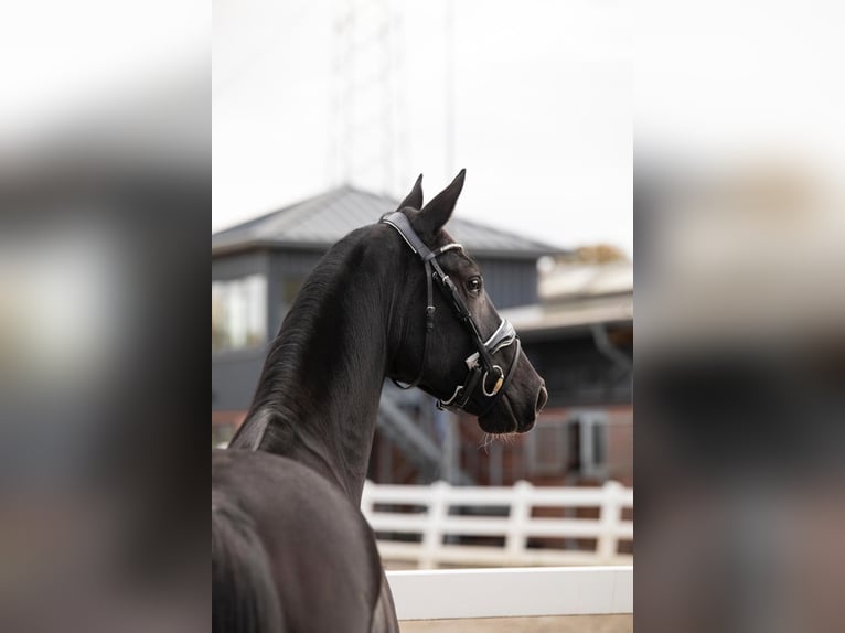 Hanoverian Mare 5 years 16 hh Black in Buchholz (Westerwald)