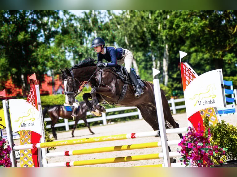 Hanoverian Mare 5 years 16 hh Black in Szatarpy
