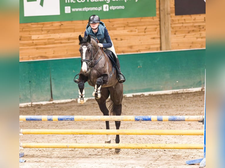 Hanoverian Mare 5 years 16 hh Black in Wysin