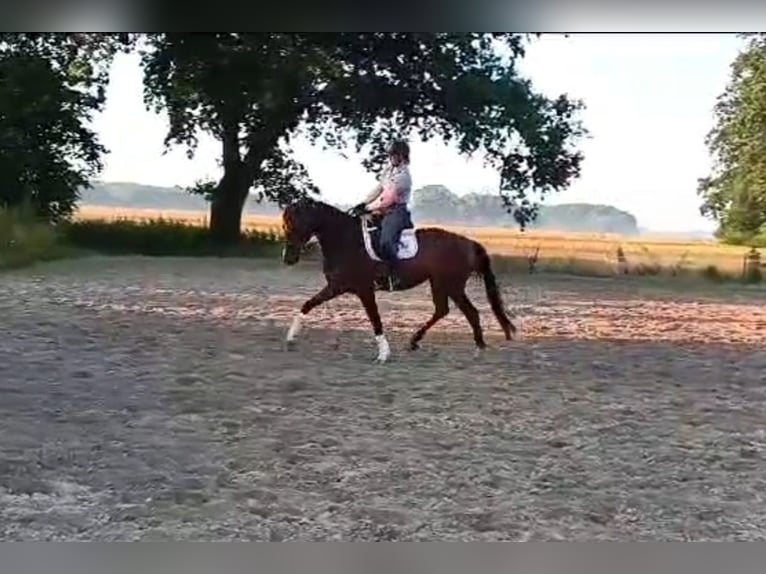 Hanoverian Mare 5 years 16 hh Brown in Bassum