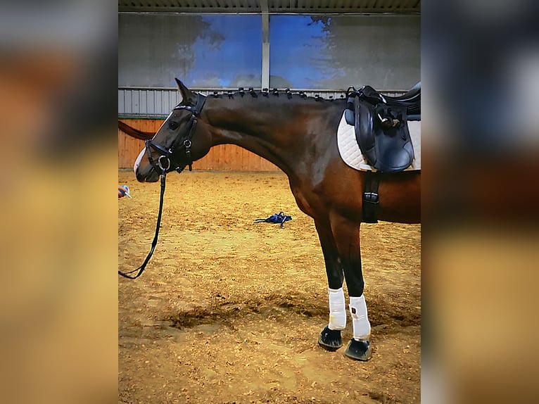 Hanoverian Mare 5 years 16 hh Brown in Brackenheim