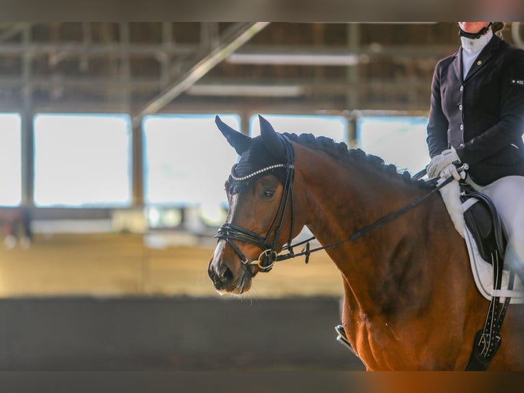 Hanoverian Mare 5 years 16 hh Brown in Neunkirchen-Seelscheid