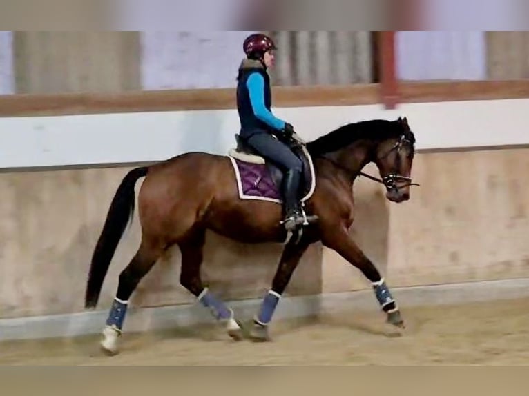 Hanoverian Mare 5 years 16 hh Brown in Böheimkirchen