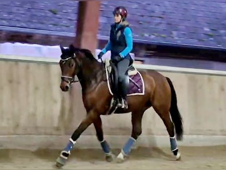 Hanoverian Mare 5 years 16 hh Brown in Böheimkirchen