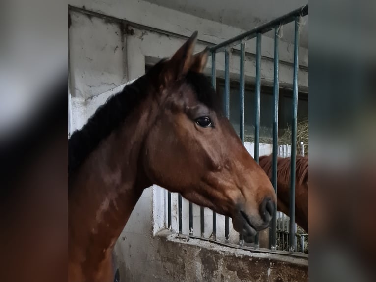 Hanoverian Mare 5 years 16 hh Brown in Böheimkirchen