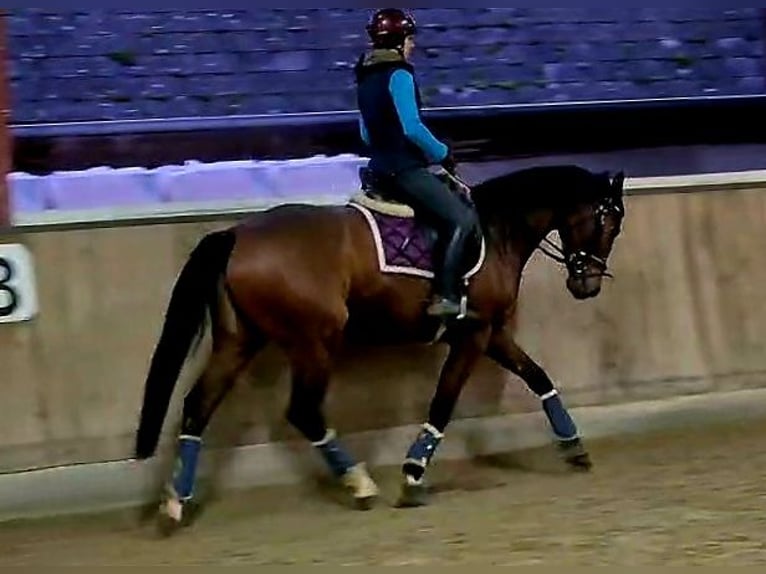 Hanoverian Mare 5 years 16 hh Brown in Böheimkirchen