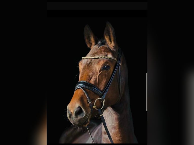 Hanoverian Mare 5 years 16 hh Brown in Husum