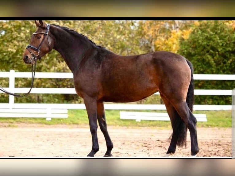 Hanoverian Mare 5 years 16 hh Brown in Husum