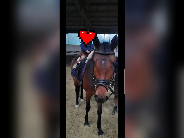 Hanoverian Mare 5 years 16 hh Brown in Husum